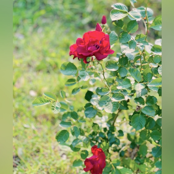 sugar scrubs gift pkg w essential oils, for mom, sis, daughter, etc, custom - Picture 13 of 16